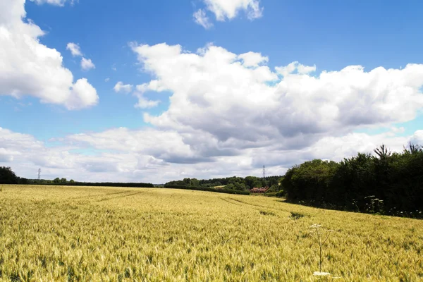 Trigo creciendo en un campo en los Chilterns — Foto de Stock