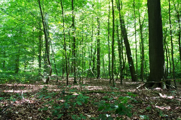 Woods in summer with light through green leaves — Stock Photo, Image