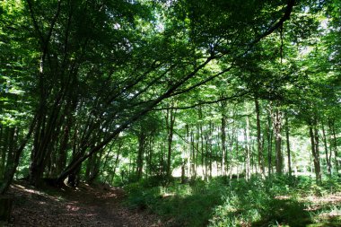 Yaz ışık yeşil yaprakları ile ormanda