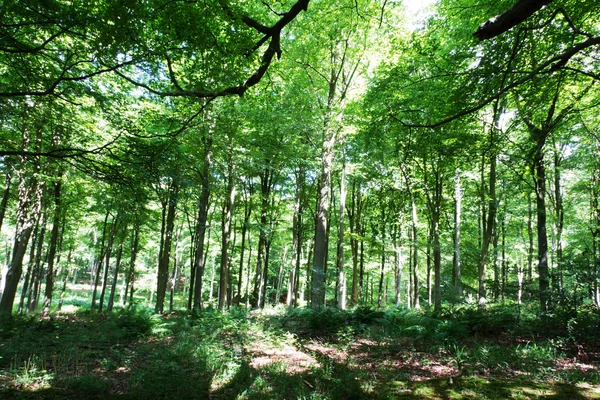 Bosques en verano con luz a través de hojas verdes — Foto de Stock