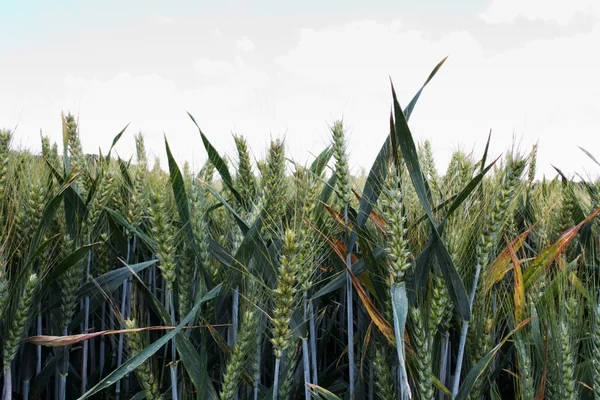 Pšenice, rostoucí v oblasti v oblasti the Chilterns — Stock fotografie