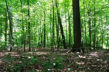 Yaz ışık yeşil yaprakları ile ormanda