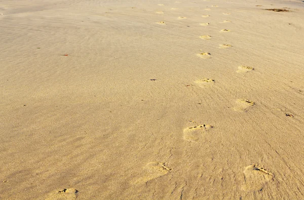ポルジース ビーチの砂の上の足跡 — ストック写真