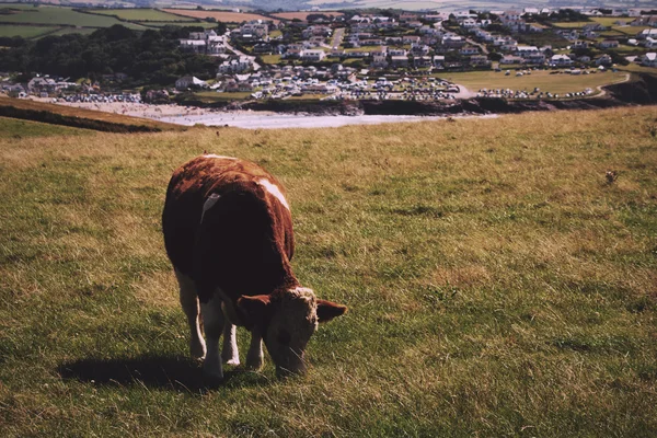 Vacas pastando em um campo perto de Polzeath Vintage Retro Filter . — Fotografia de Stock