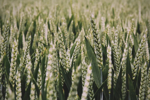 Close up van groene tarwe nog steeds Vintage Retro Filter. — Stockfoto