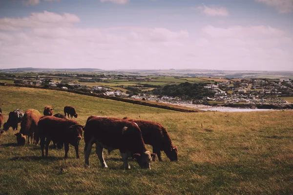 Vacas pastando em um campo perto de Polzeath Vintage Retro Filter . — Fotografia de Stock