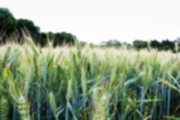 Trigo creciendo en un campo en los Chilterns fuera de foco . —  Fotos de Stock