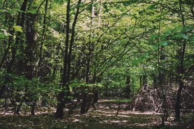 Bir İngiliz ahşap Retro Vintage Filte ağaçların arasından arıyorsunuz