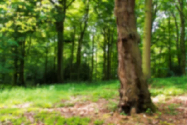 Englischer Wald in der Morgensonne aus dem Fokus. — Stockfoto