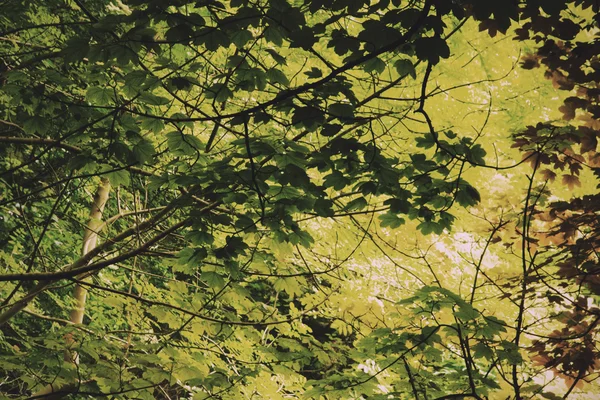 Ver a través de bosques ingleses en el verano Vintage Retro Filter — Foto de Stock