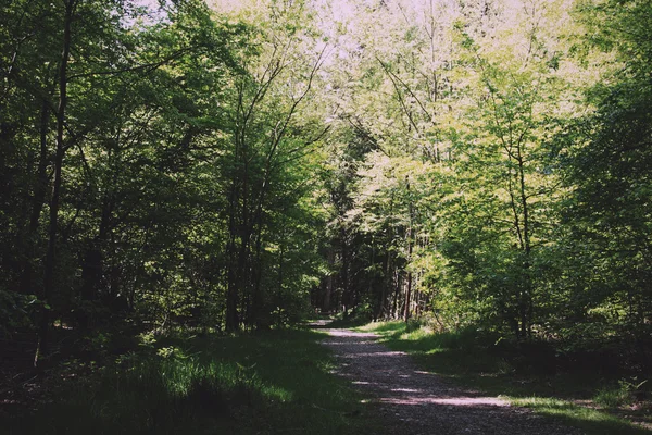 Landsbygden promenad med väg som slingrar sig genom träden Vintage Retro F — Stockfoto