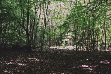 Bir İngiliz ahşap Retro Vintage Filte ağaçların arasından arıyorsunuz