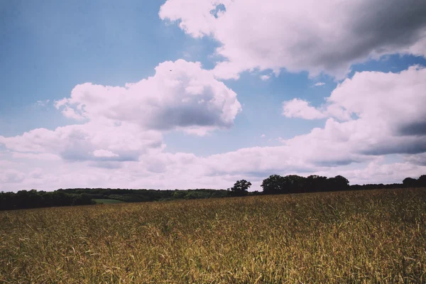 Trigo creciendo en un campo en el Filtro Retro Chilterns Vintage . — Foto de Stock