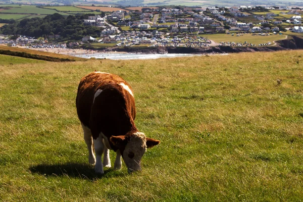 Vacas pastando en un campo cerca de Polzeath —  Fotos de Stock