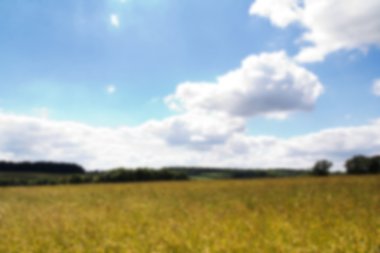 Out of The Chilterns odak alanında büyüyen buğday.