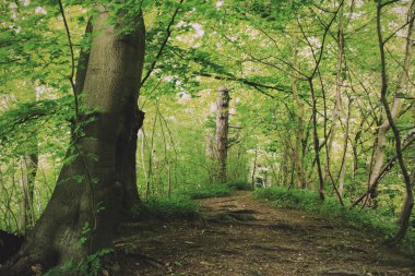 Yaz Retro Vintage filtre İngiliz woodland görüntülemek