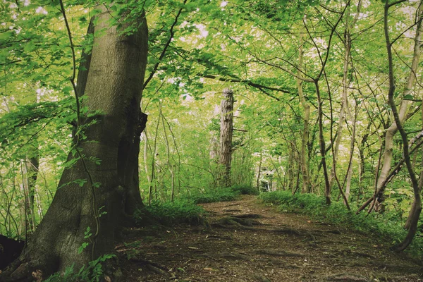 영어 숲을 통해 여름 빈티지 복고 필터 목록 — 스톡 사진