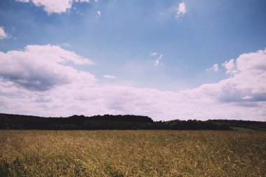 Chilterns Vintage Retro filtre alanında büyüyen buğday.