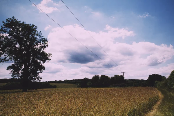 Tarwe groeit in een veld in het Chilterns Vintage Retro Filter. — Stockfoto