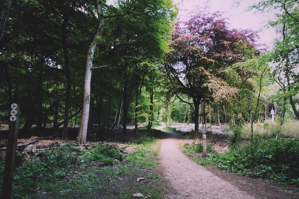 Platteland wandeling met pad door bomen Vintage Retro F — Stockfoto