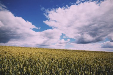 Chilterns Vintage Retro filtre alanında büyüyen buğday.