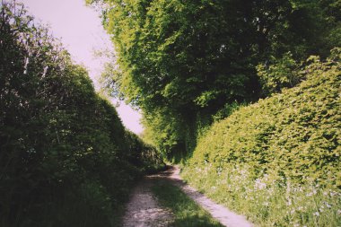 Ülke yolu hedges iki tarafında Vintage Retro filtre ile.