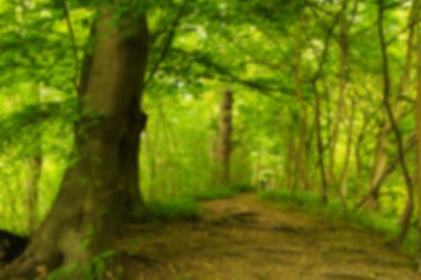 Odak dışı yaz aylarında İngilizce woodland görüntülemek.