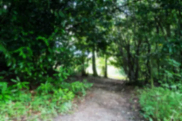 Pad omgeven door bomen aan weerszijden onscherp. — Stockfoto