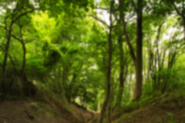 Ver a través del bosque inglés en el verano Fuera de foco . — Foto de Stock