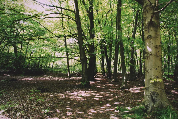 Beautiful English woodland on a spring morning Vintage Retro Fil — Stock Photo, Image