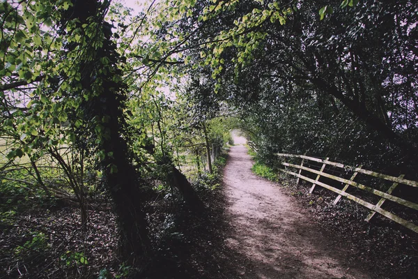 View along a path in the Chilterns, England Vintage Retro Filter