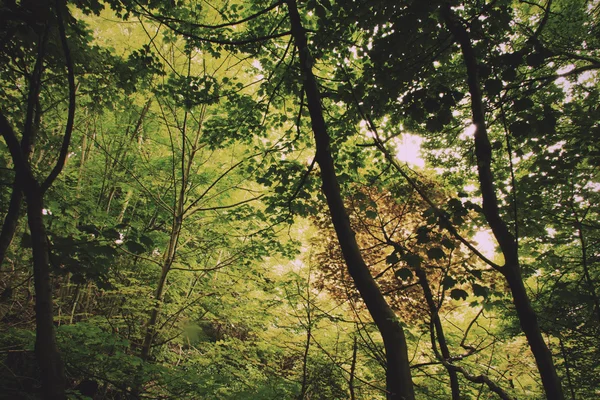 영어 숲을 통해 여름 빈티지 복고 필터 목록 — 스톡 사진