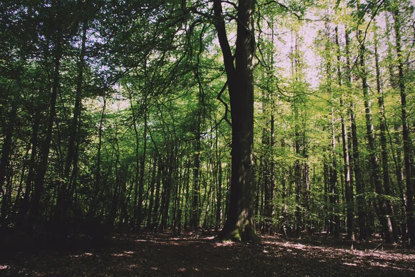 Looking through the trees in an English wood Vintage Retro Filte — Stock Photo, Image