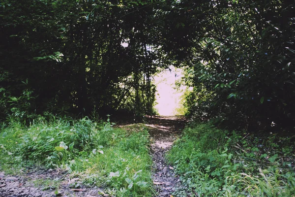 Chemin entouré d'arbres des deux côtés Filtre Vintage Retro . — Photo