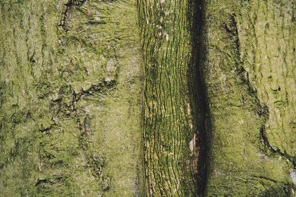 Close up of a green tree trunk  Vintage Retro Filter. — Stock Photo, Image