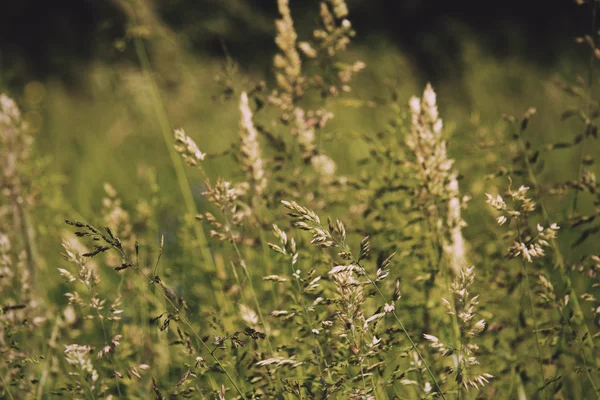 Närbild på långt gräs med fröställningar Vintage Retro Filter. — Stockfoto