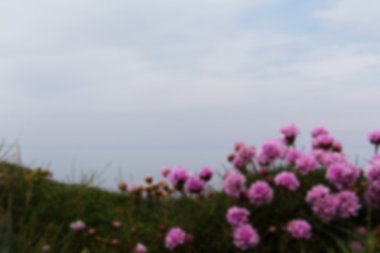 Out of Cornwall odakta kostal yol boyunca çiçek.