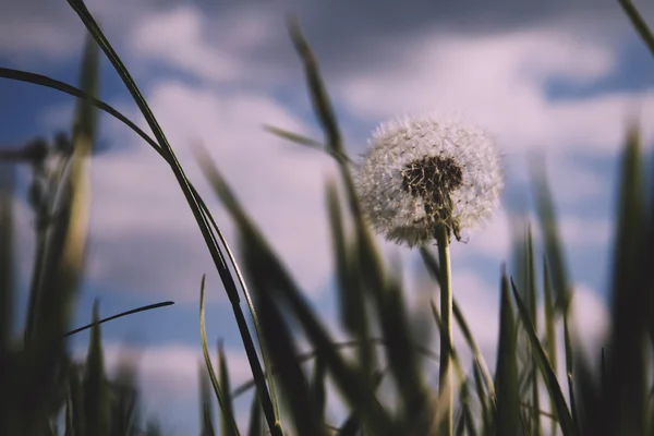 Närbild på en maskros i långt gräs Vintage Retro Filter. — Stockfoto