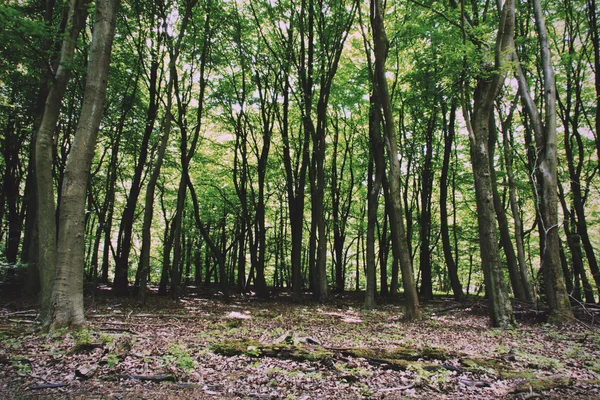 영어 나무 빈티지 복고 —에에서 나무를 통해 찾고 — 스톡 사진