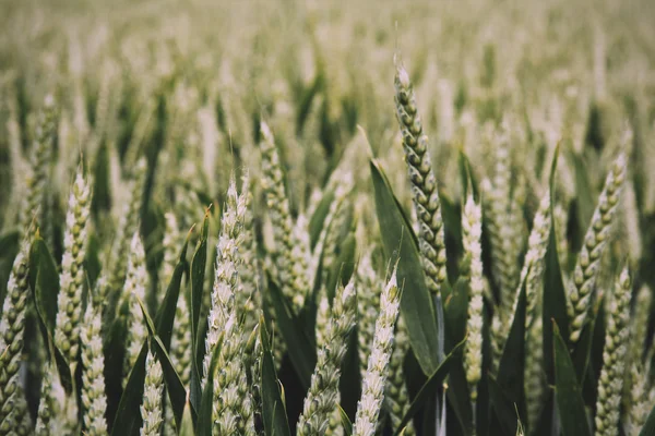 Close up van groene tarwe nog steeds Vintage Retro Filter. — Stockfoto