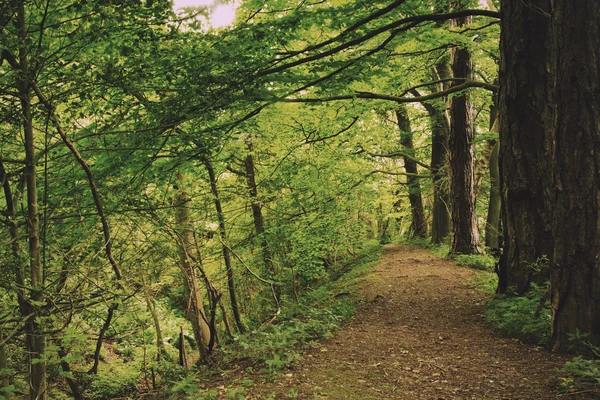 View through English woodland in the summer Vintage Retro Filter — Stock Photo, Image