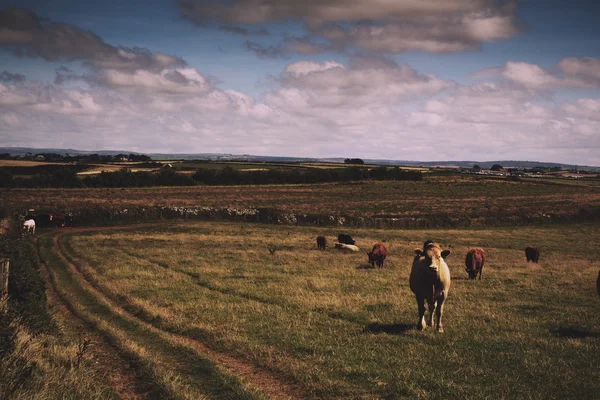 Vacas pastando em um campo perto de Polzeath Vintage Retro Filter . — Fotografia de Stock