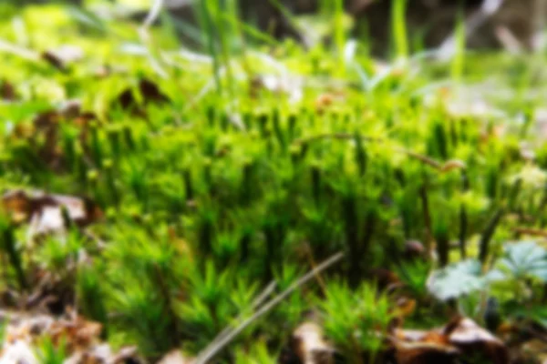 Primer plano de musgo creciendo en el suelo del bosque fuera de foco . — Foto de Stock