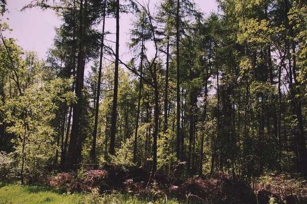 Mirando a través de los árboles en un bosque inglés Vintage Retro Filte — Foto de Stock
