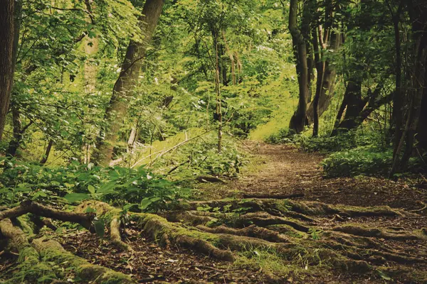 Se genom engelska skogsmark i sommaren Vintage Retro Filter — Stockfoto