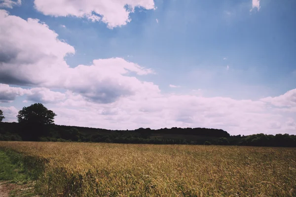 Trigo creciendo en un campo en el Filtro Retro Chilterns Vintage . — Foto de Stock