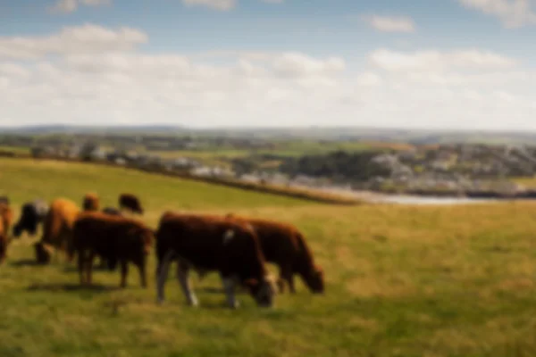 Vacas pastando em um campo perto de Polzeath Fora de foco . — Fotografia de Stock