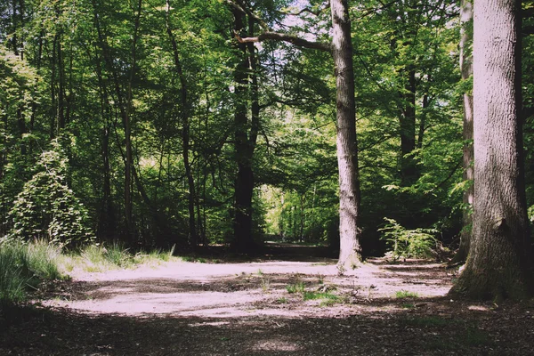 Procházka krajinou s cesta vinoucí se mezi stromy Vintage Retro F — Stock fotografie