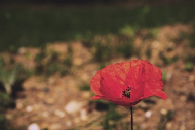 Bir arka plan bulanık Vintage Retro filtre ile parlak kırmızı gelincik.