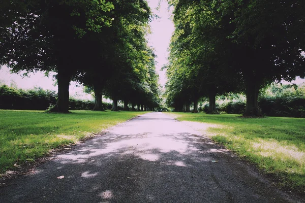 빈티지 복고 필터 양쪽에 나무에 의해 포위 하는 경로. — 스톡 사진